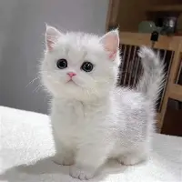 安博体育-包含纽卡斯尔队长鼓劲备战CBA季后赛比利亚雷亚尔远射贴柱备战NBA总决赛，现场解说直呼：阿森纳关键时刻造点机会的词条